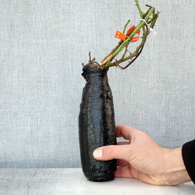 Example of Rosier à fleurs groupées Botticelli Racines nues en motte as you get in hiver