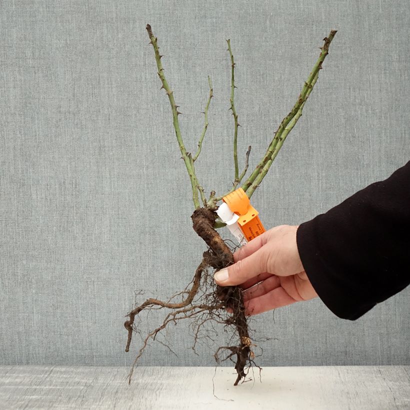 Example of Rosier à fleurs groupées Botticelli Racines nues as you get in hiver