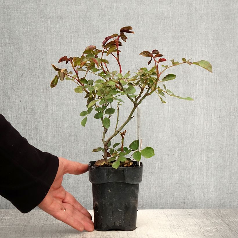 Example of Rosier à fleurs groupées Botticelli Pot de 10 cm/11cm, Issu de bouture as you get in printemps