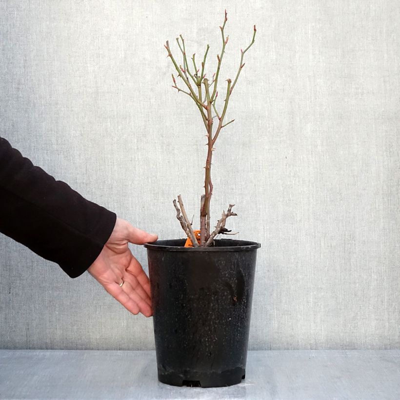 Example of Rosier à fleurs groupées Botticelli Pot de 4L/5L as you get in hiver