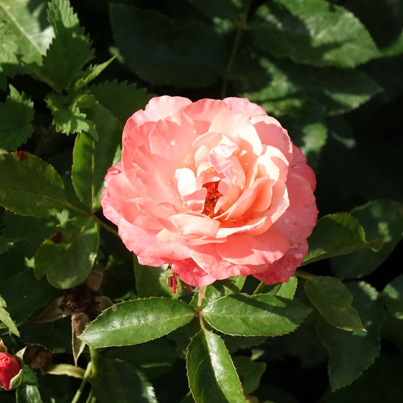 Rosier à fleurs groupées Botticelli (Flowering)