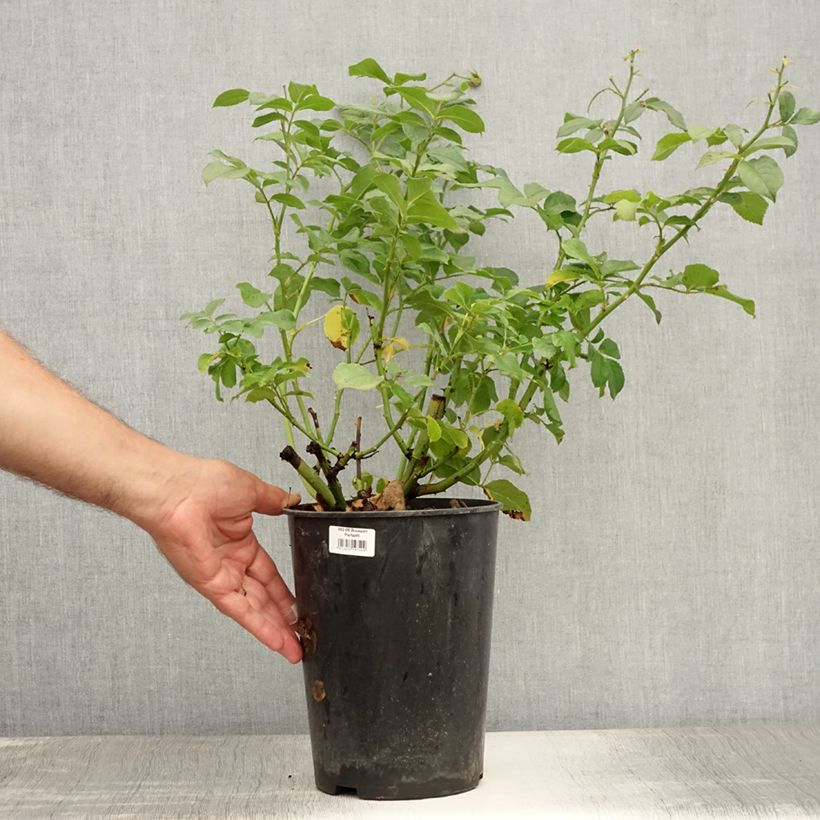 Spécimen de Rosier à fleurs groupées Bouquet Parfait Pot de 4L/5L tel que livré en été