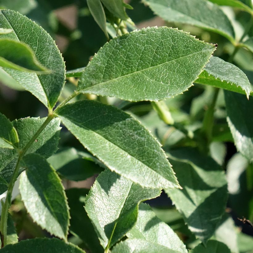 Rosier à fleurs groupées Carte Blanche (Feuillage)
