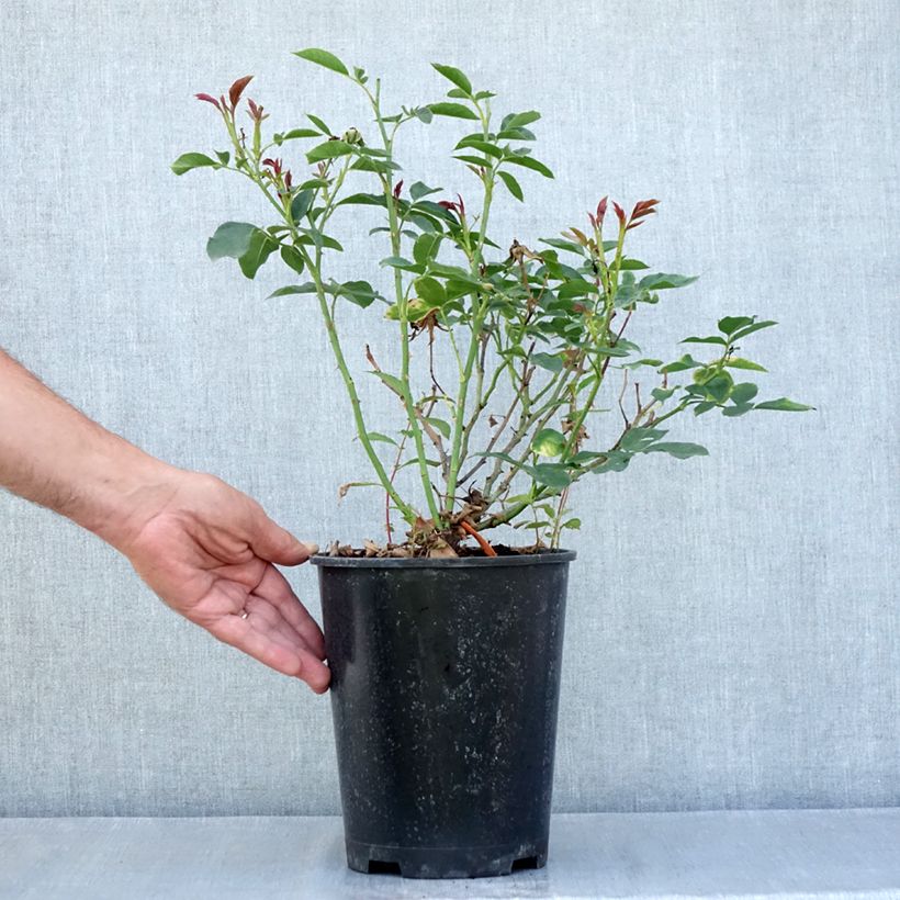 Spécimen de Rosier à fleurs groupées Carte Blanche Pot de 4L/5L tel que livré en été