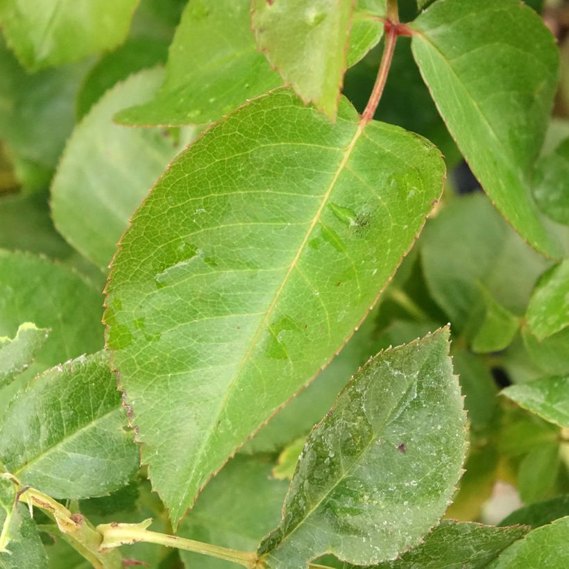 Rosier à fleurs groupées Chalon en Bourgogne (Feuillage)