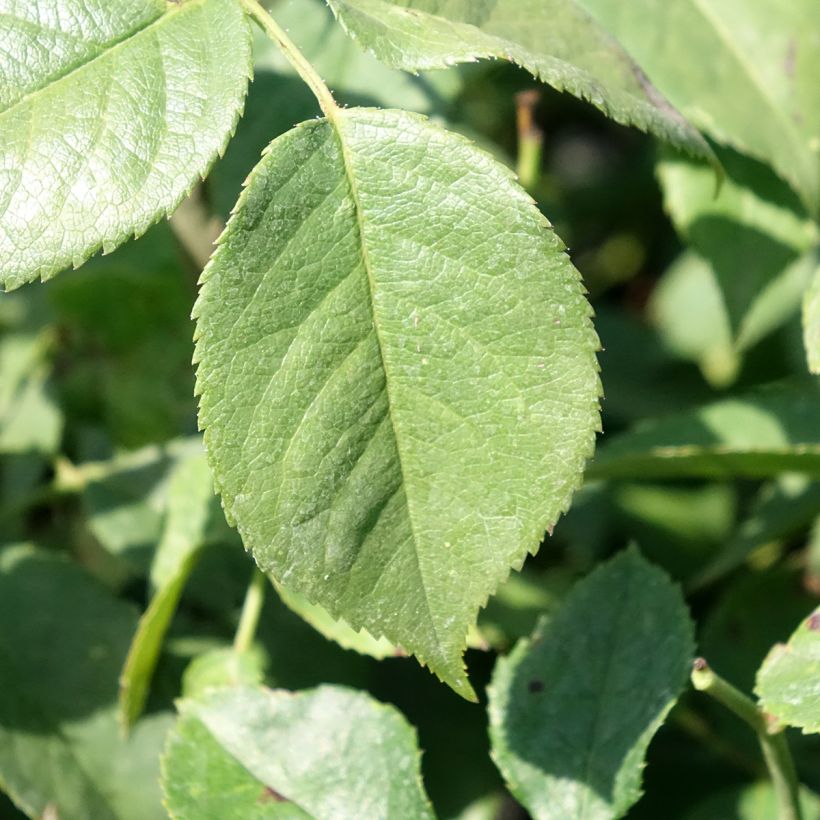Rosier à fleurs groupées Charles Aznavour (Feuillage)