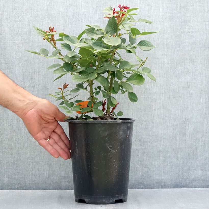 Spécimen de Rosier à fleurs groupées Charles Aznavour Pot de 4L/5L tel que livré en été