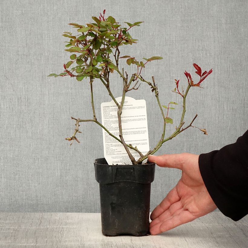 Example of Rosier à fleurs groupées Cherry Bonica Pot de 10 cm/11cm, Issu de bouture as you get in printemps