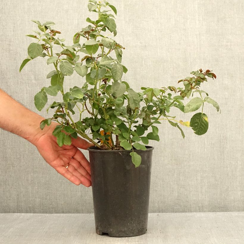 Spécimen de Rosier à fleurs groupées Coral Lions-Rose Pot de 3L/4L tel que livré en été