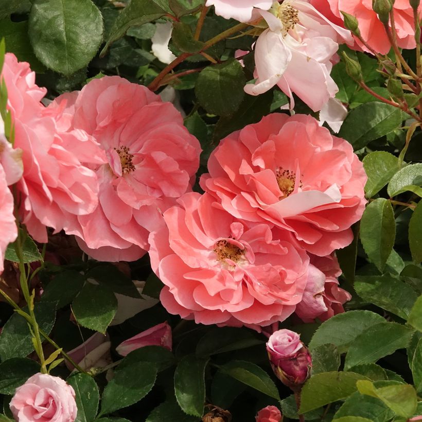 Rosier à fleurs groupées Favorite (Floraison)