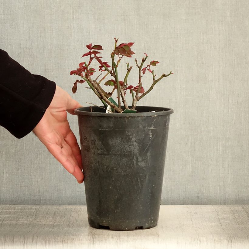 Spécimen de Rosier à fleurs groupées Favorite Pot de 4L/5L tel que livré en hiver