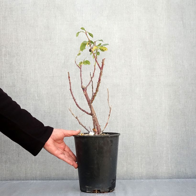 Spécimen de Rosier à fleurs groupées Fizzy Lady Pot de 4L/5L tel que livré en automne