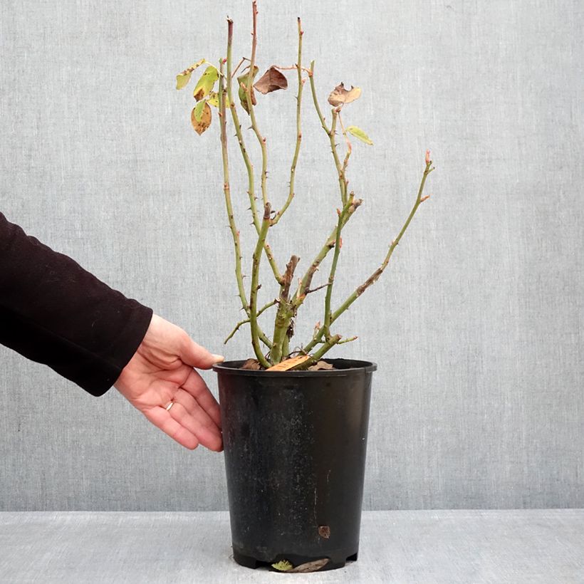 Spécimen de Rosier à fleurs groupées Flame Origami Pot de 4L/5L tel que livré en hiver
