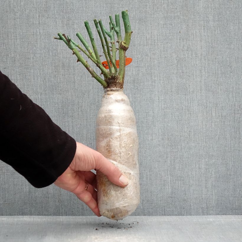 Spécimen de Rosier à fleurs groupées Flame Origami Racines nues en motte tel que livré en hiver