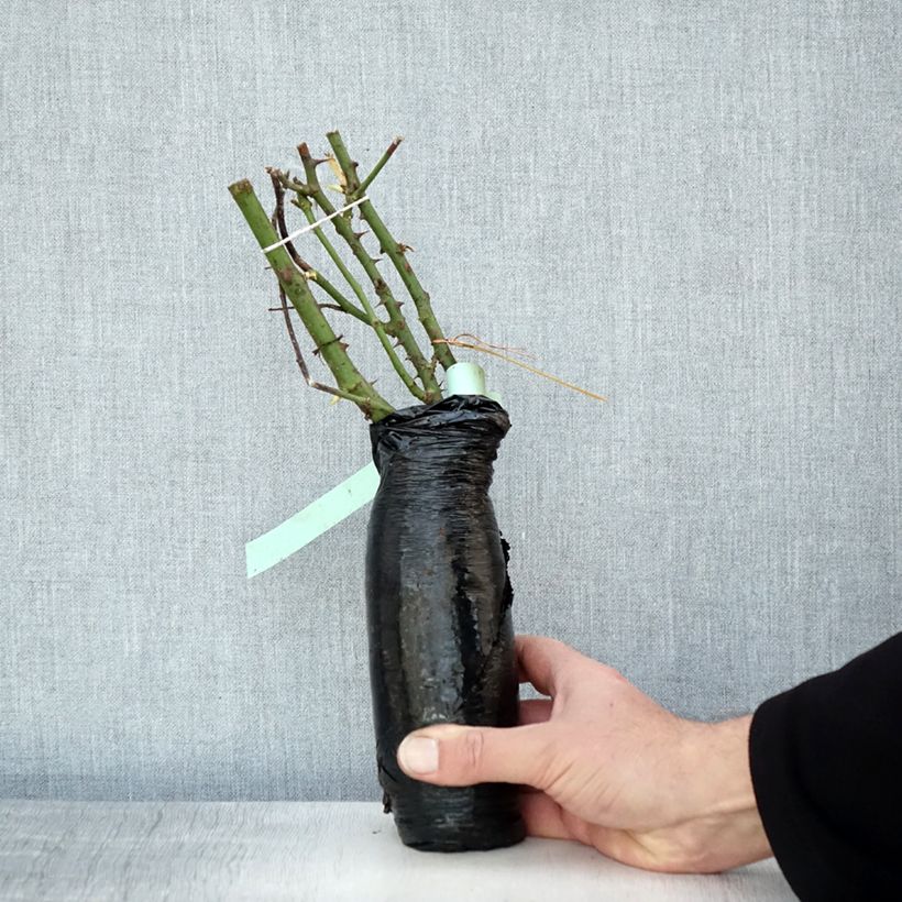 Spécimen de Rosier à fleurs groupées Garden of Roses - Joie de Vivre Racines nues en motte tel que livré en hiver