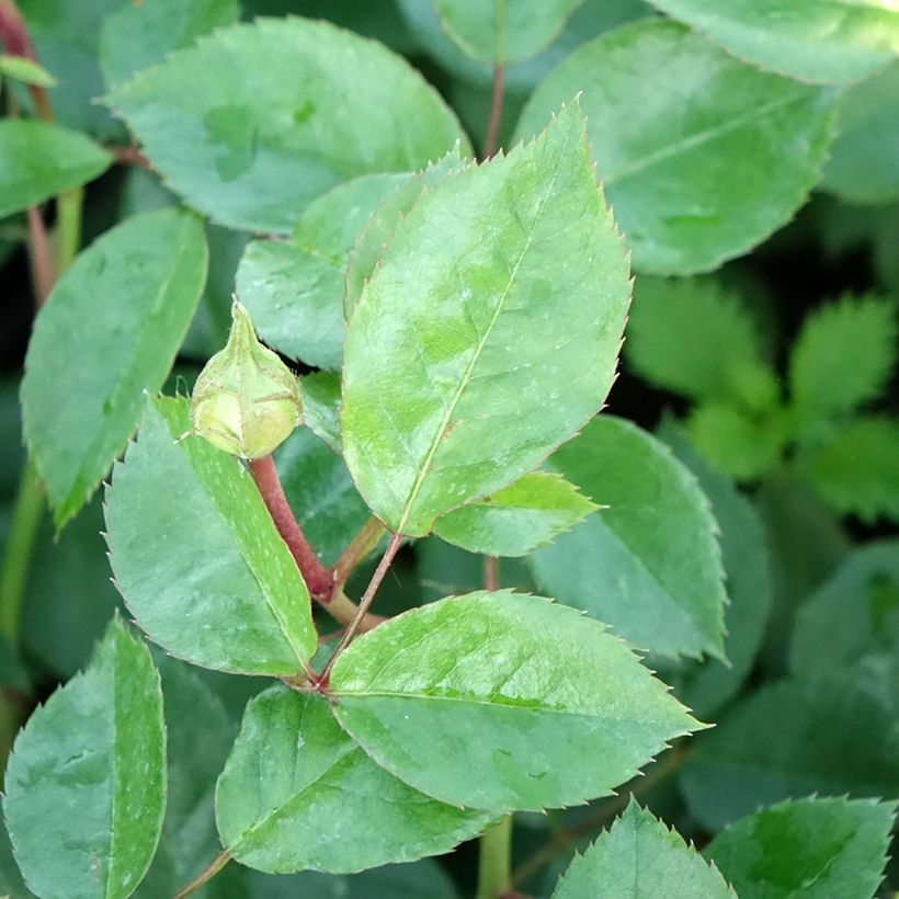 Rosier à fleurs groupées Garden of Roses - Joie de Vivre (Feuillage)