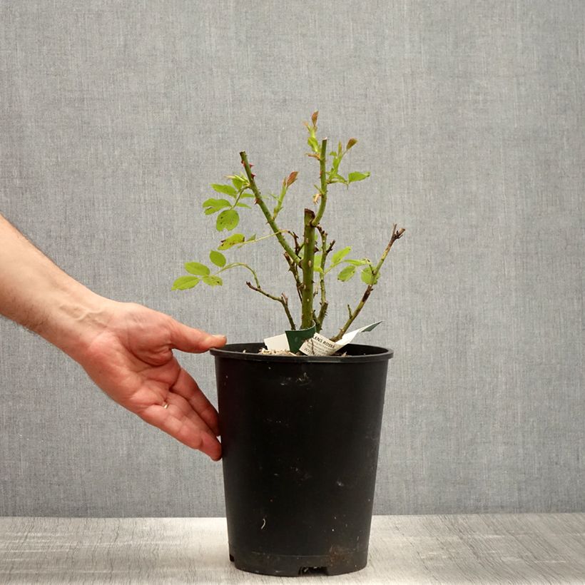 Spécimen de Rosier à fleurs groupées Greensleeves Pot de 4L/5L tel que livré au printemps