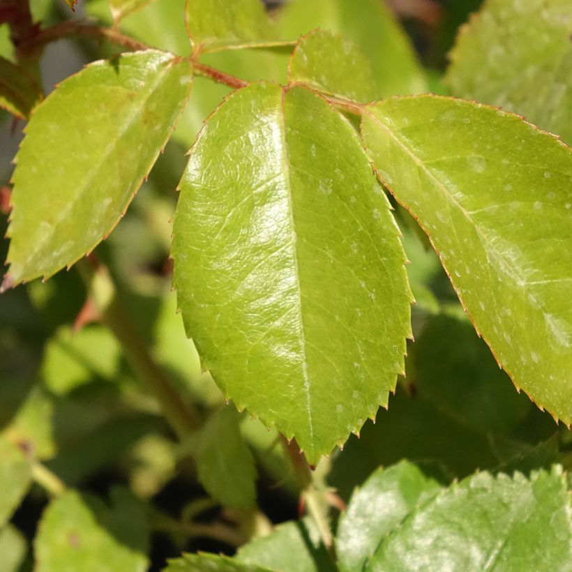 Rosier à fleurs groupées Hot Cocoa ®  (Feuillage)
