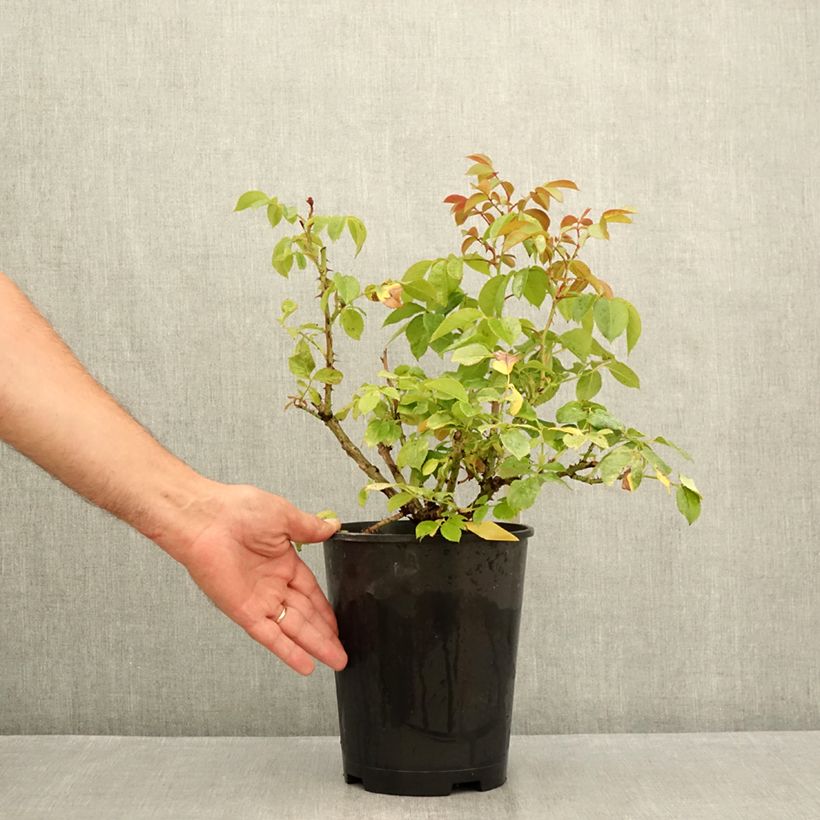 Spécimen de Rosier à fleurs groupées Hot Cocoa ®  Pot de 4L/5L tel que livré en été