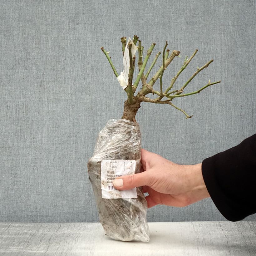 Spécimen de Rosier à fleurs groupées Iceberg (Fée des neiges) Racines nues en motte tel que livré en hiver