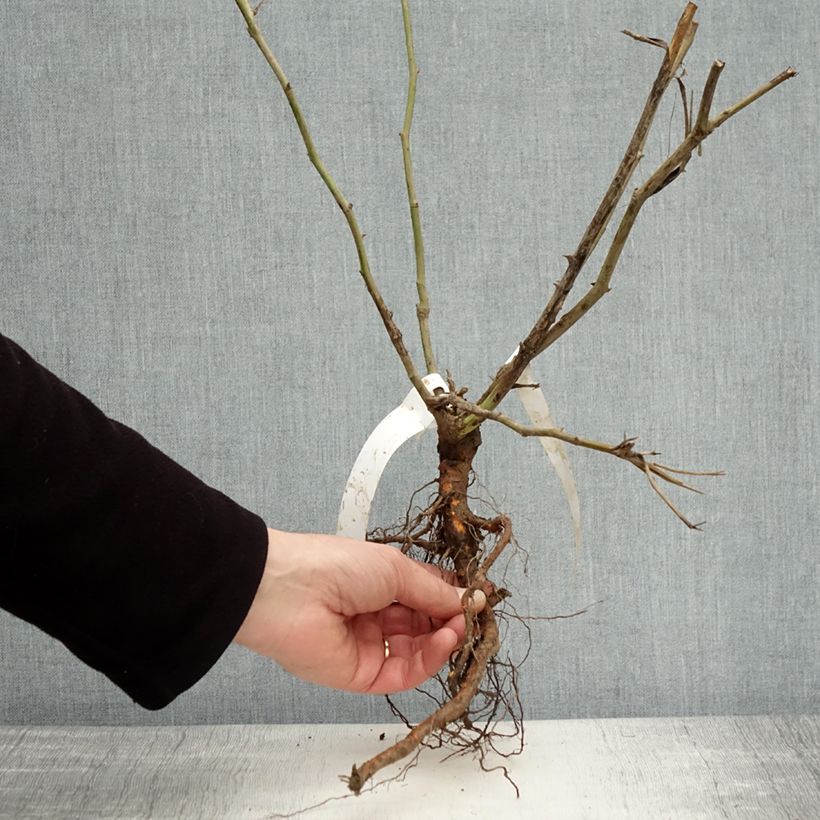 Spécimen de Rosier à fleurs groupées Iceberg (Fée des neiges) Racines nues tel que livré en hiver