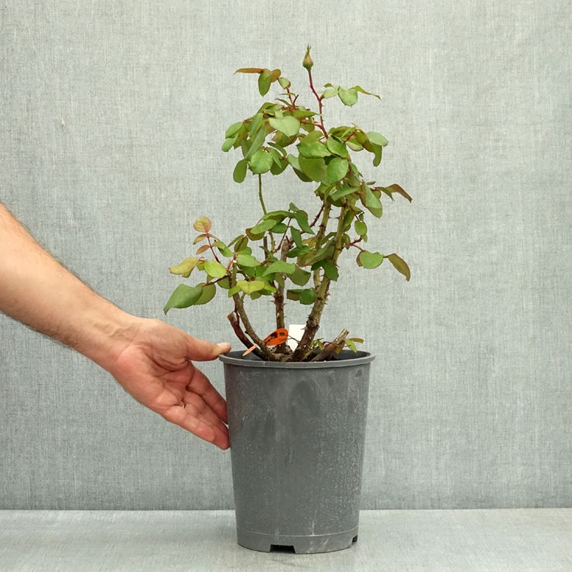 Spécimen de Rosier à fleurs groupées Jazz Festival Pot de 4L/5L tel que livré en été
