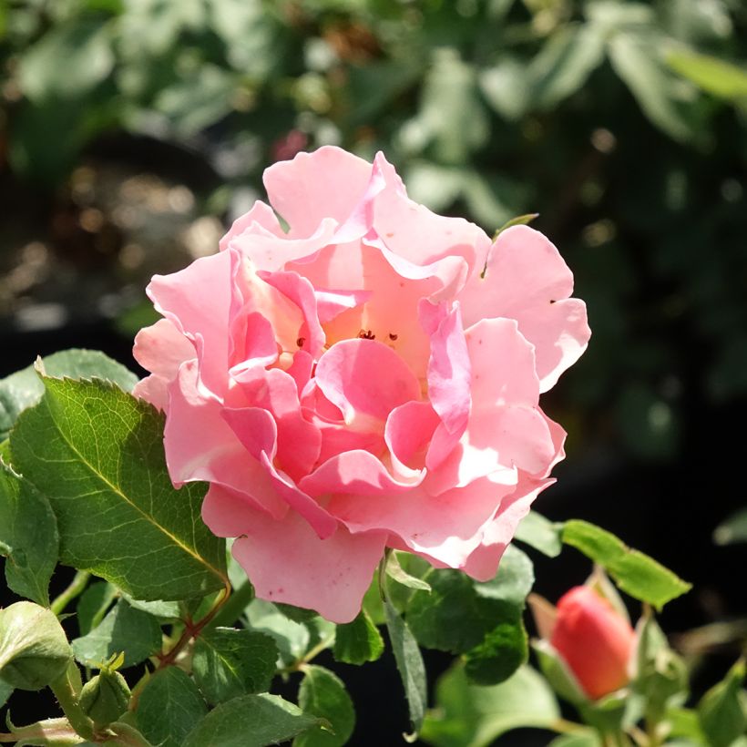 Rosier à fleurs groupées Jean Cocteau (Floraison)