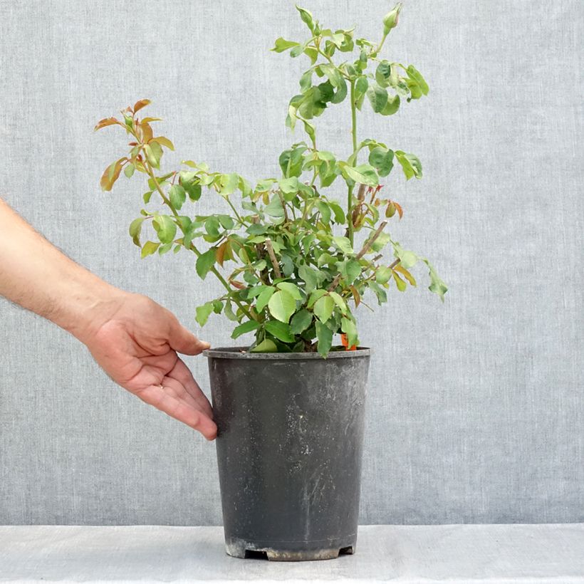 Spécimen de Rosier à fleurs groupées Jean Cocteau Pot de 4L/5L tel que livré en été