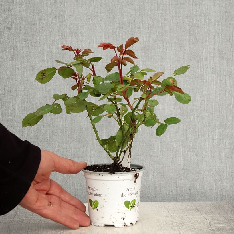 Spécimen de Rosier à fleurs groupées La Sevillana Pot de 10 cm/11cm, Issu de bouture tel que livré au printemps