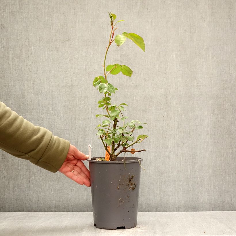 Spécimen de Rosier à fleurs groupées La Sevillana Pot de 4L/5L tel que livré au printemps