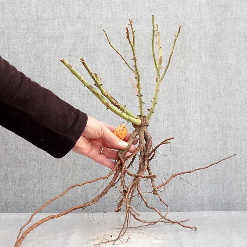 Spécimen de Rosier à fleurs groupées La Sevillana Racines nues tel que livré en hiver