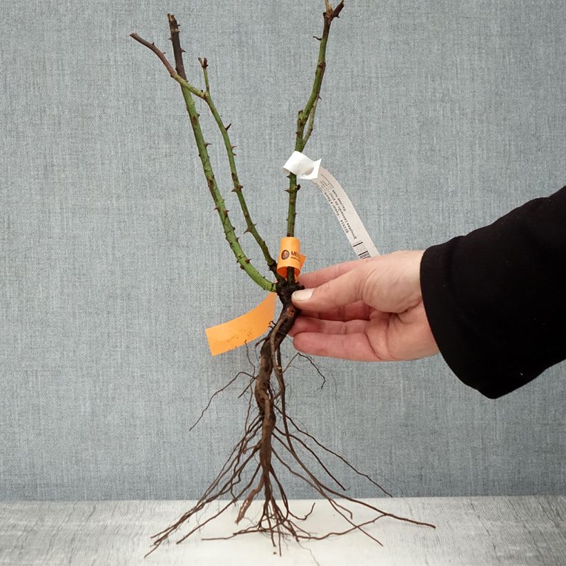 Spécimen de Rosier à fleurs groupées Leonardo da Vinci Racines nues tel que livré en hiver