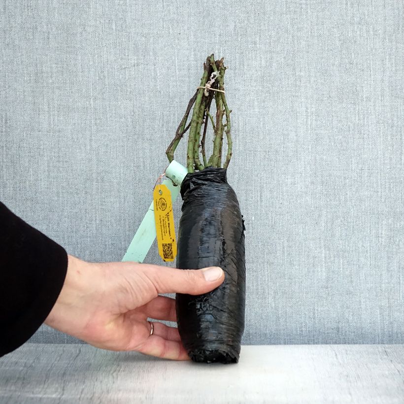 Spécimen de Rosier à fleurs groupées Lili Marleen Racines nues tel que livré en hiver