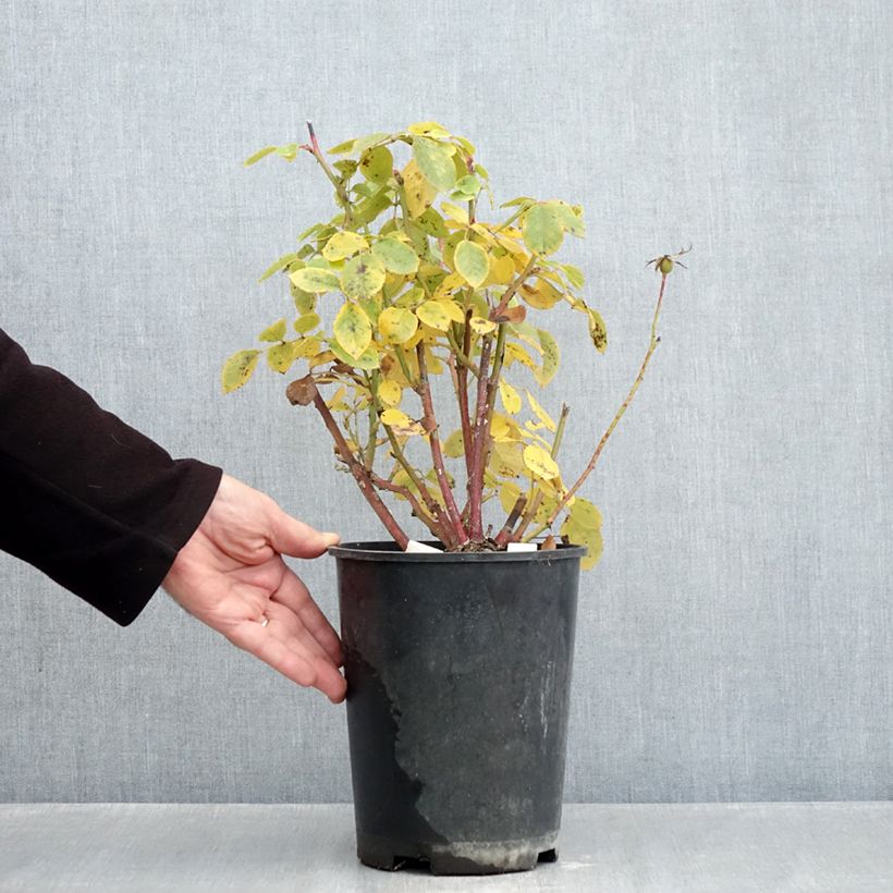 Spécimen de Rosier à fleurs groupées Love letter Pot de 4L/5L tel que livré en automne