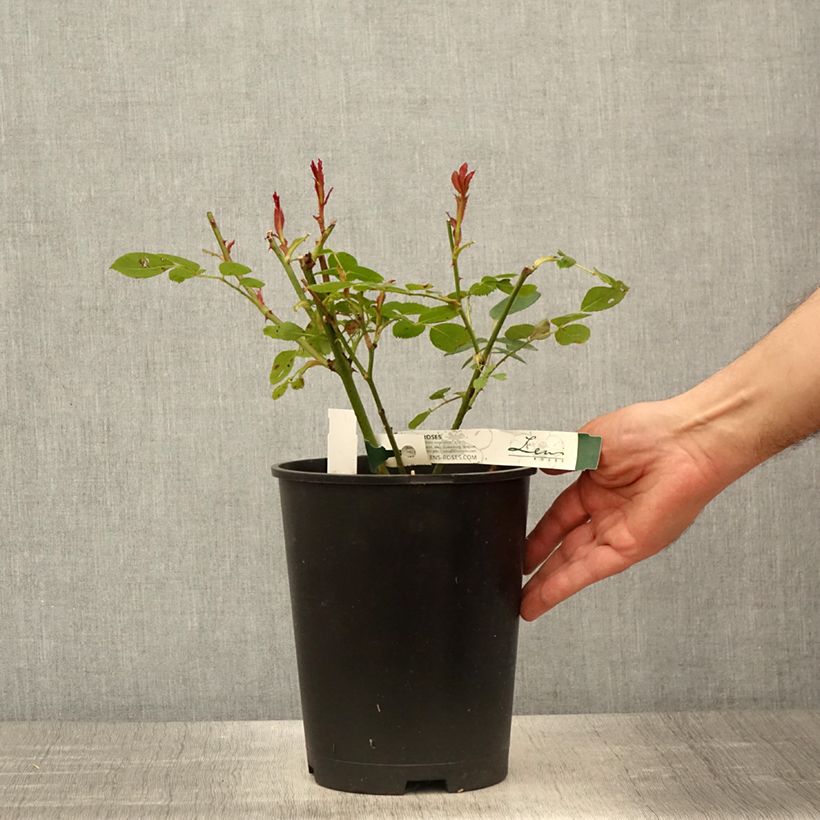 Spécimen de Rosier à fleurs groupées Love letter Pot de 4L/5L tel que livré au printemps