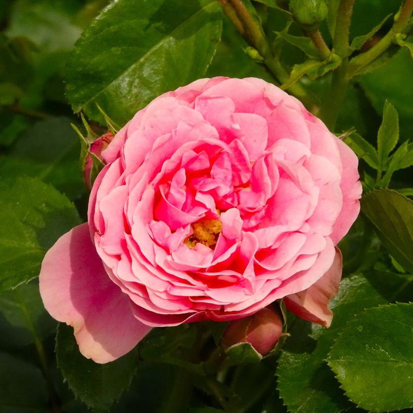 Rosier à fleurs groupées Manou Meilland (Floraison)