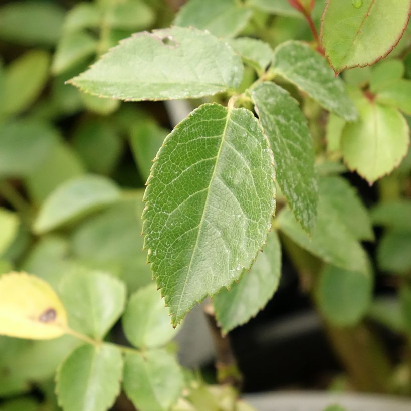 Rosier à fleurs groupées Marc's Jubilée (Foliage)