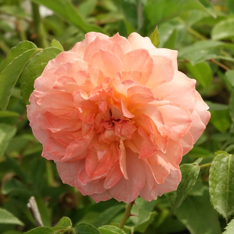 Rosier à fleurs groupées Marc's Jubilée (Floraison)
