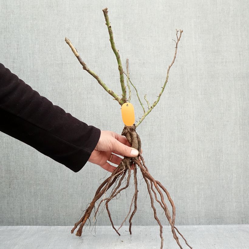 Example of Rosier à fleurs groupées Marie Curie Racines nues as you get in hiver