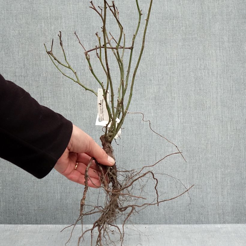 Example of Rosier à fleurs groupées Marina Picasso Racines nues as you get in hiver