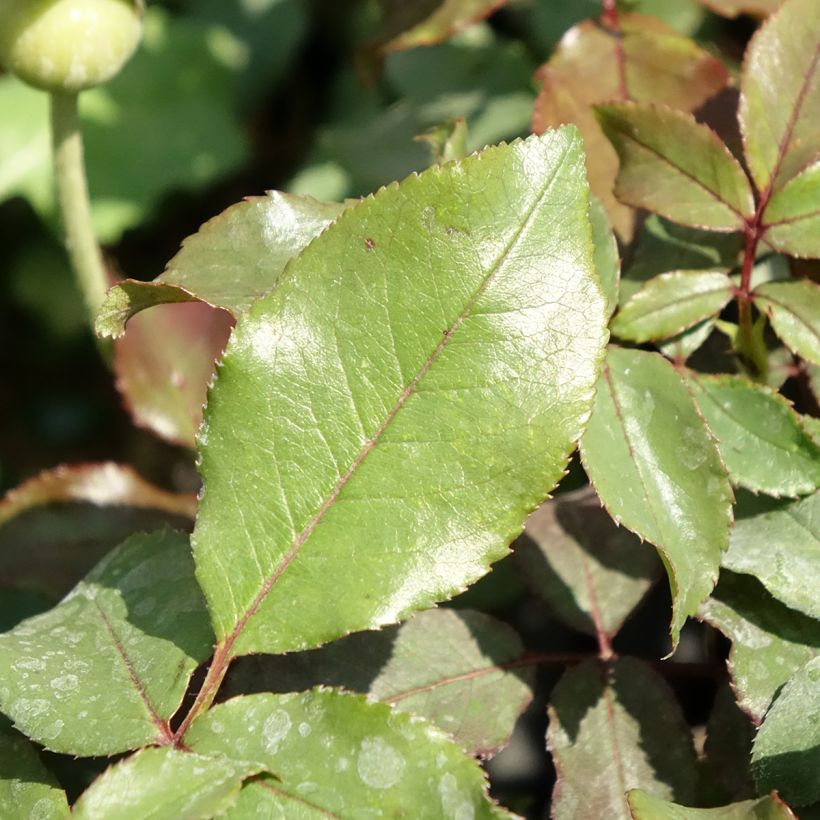 Rosier à fleurs groupées Message d'Espoir (Feuillage)