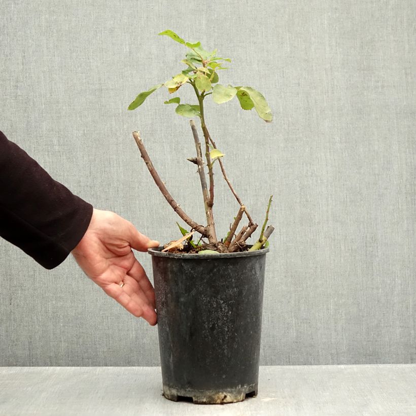 Spécimen de Rosier à fleurs groupées Niccolò Paganini Pot de 4L/5L tel que livré en automne