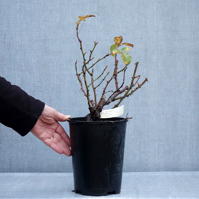 Spécimen de Rosier à fleurs groupées Off-Load Pot de 4L/5L tel que livré en hiver