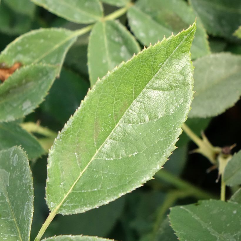 Rosier à fleurs groupées Orange Sensation (Feuillage)