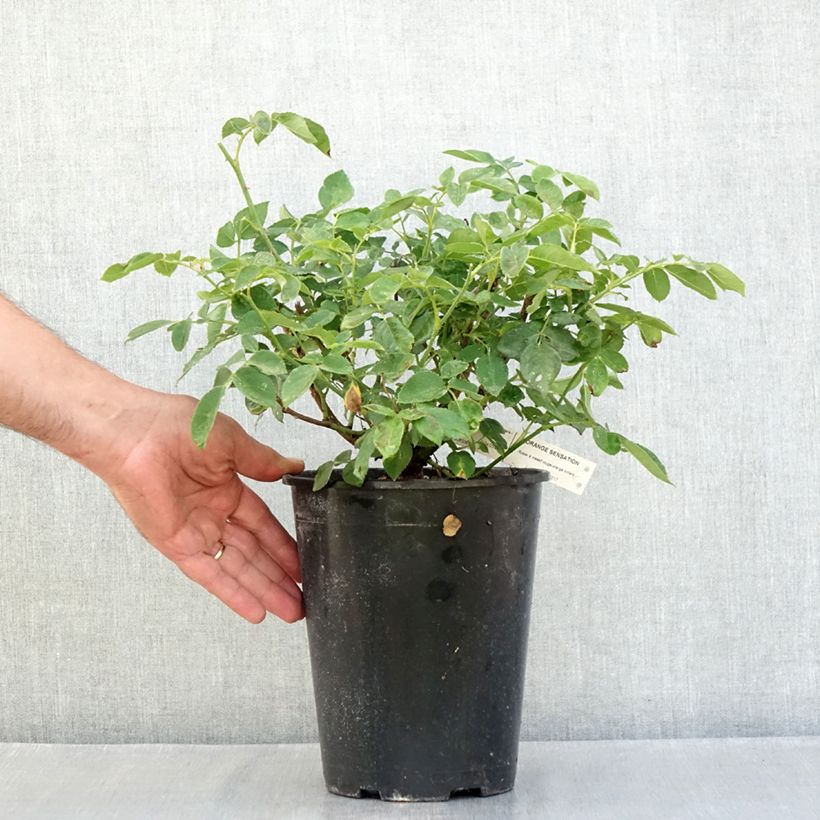 Spécimen de Rosier à fleurs groupées Orange Sensation Pot de 4L/5L tel que livré en été