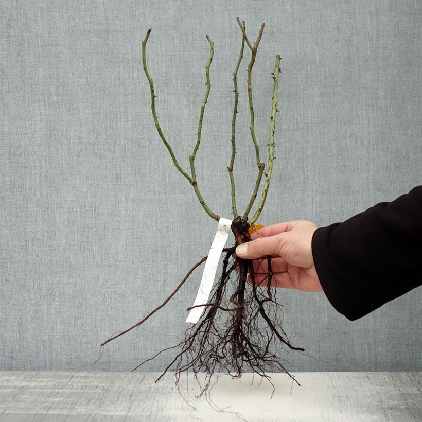 Example of Rosier à fleurs groupées Orangerie Racines nues as you get in hiver