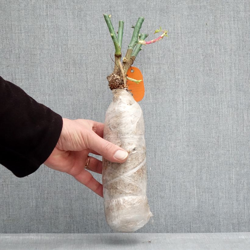 Spécimen de Rosier à fleurs groupées Origami Racines nues en motte tel que livré en hiver