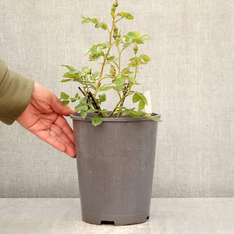 Spécimen de Rosier à fleurs groupées Pacific Dream Pot de 4L/5L tel que livré au printemps