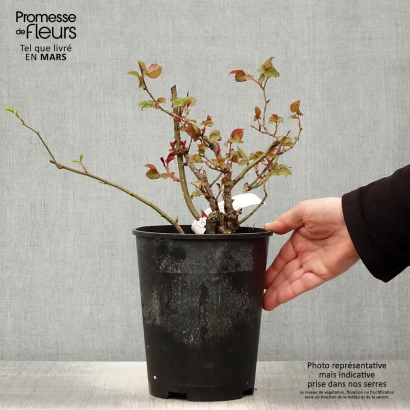 Example of Rosier à fleurs groupées Pick'n Go Pot de 4L/5L as you get in printemps