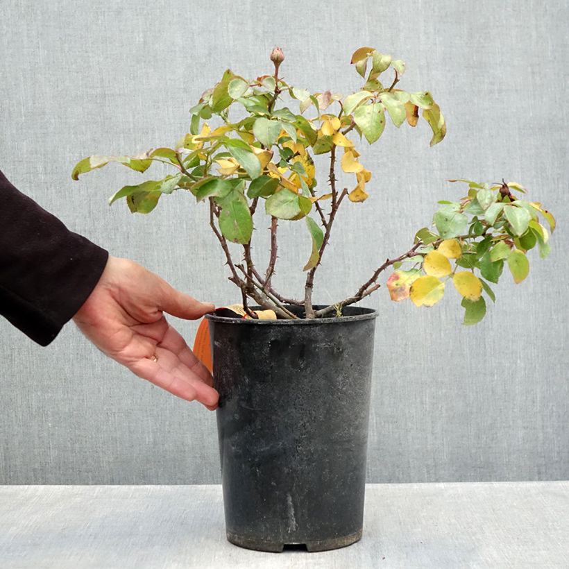 Spécimen de Rosier à fleurs groupées Red Leonardo da Vinci Pot de 4L/5L tel que livré en automne